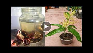 Growing mango from seeds in water for grafting
