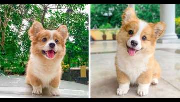 Meet Baby, The Cute Corgi With Feisty Personality Is About To Capture Our Hearts