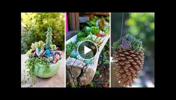 10 Succulent Garden Ideas for Small Planting Area