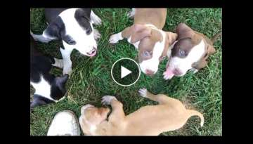 Nixons Pitbull puppies at 6 weeks