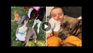 Pitbulls Being Wholesome EP.82 | Funny and Cute Pitbull Compilation