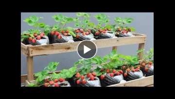 Revealing tips for growing strawberries in plastic bottles to produce a lot of fruit