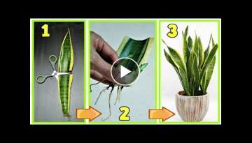 SANSEVERIA, tear a leaf into small pieces and multiply it infinitely, SNAKE PLANT