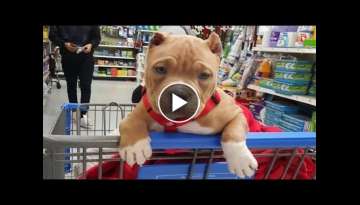 Funniest & Cutest Pitbull Puppies