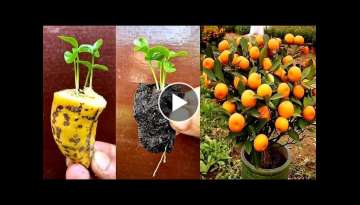 Growing Orange Seeds In A Banana (New Techniques)