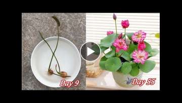 How to grow mini lotus from seeds bloom after 55 days full of information