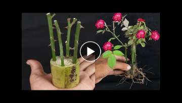 How To Grow Rose plant Cutting In A Small Portion Of A Banana Tree Trunk