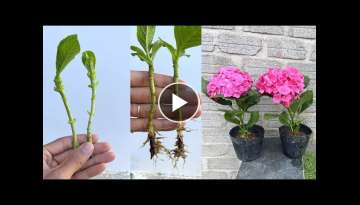 How to grow hydrangeas with branches | Hydrangea paniculata