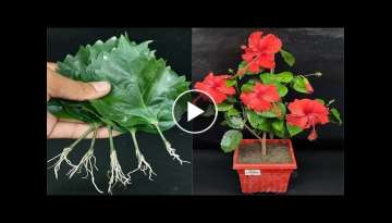 Propagate Hibiscus plant from leaves