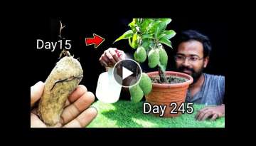 How to grow mango tree from seed at home by grafting
