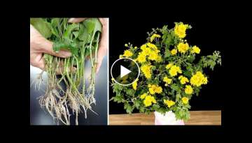 The easiest way to propagate fragrant chrysanthemums, anyone can do it