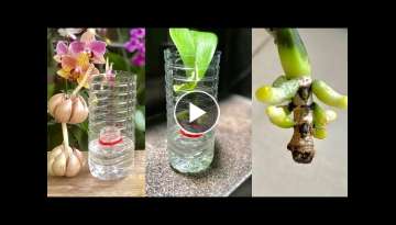 How to Revive a Weak Orchid Quickly With Many Healthy Roots Very Simple