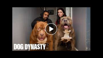 Kong: The 150lb Pitbull Puppy Set To Outgrow Hulk | DOG DYNASTY