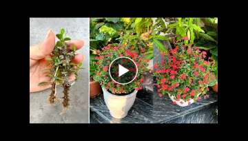Great landscaping ideas with Euphorbia geroldii and simple propagation
