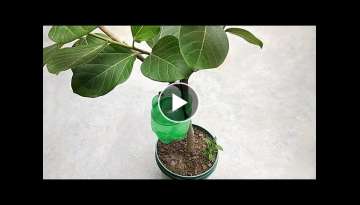 Easy and best self watering system for any plants