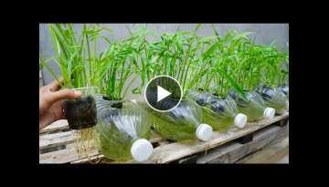 How to grow water spinach in plastic bottles with water very easily and quickly
