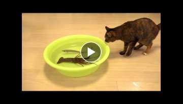 1 Hour of Funniest Cat Videos on the Internet - Try Not To Laugh Funny Animal Videos 2022