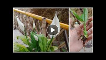 Peace Lily, How To Care, Prune and separate Peace Lily