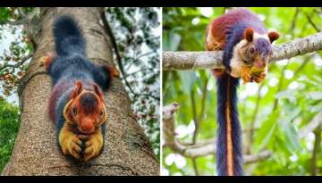 The Indian Giant Squirrel Is Almost Too Beautiful To Be Real