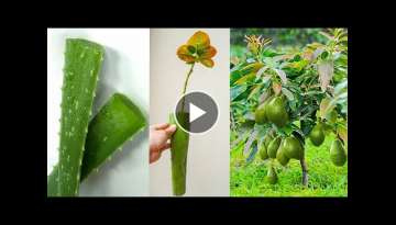Grow Avocado from cuttings using natural rooting hormone aloe vera - 100% Growth for Beginners