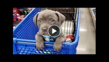 Funniest & Cutest Pitbull Puppies #2 - Funny Puppy Videos