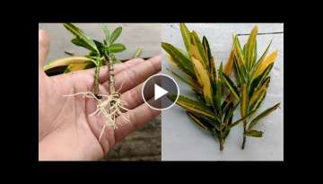 Croton plant propagation | How to propagate croton plants | croton cutting propagation