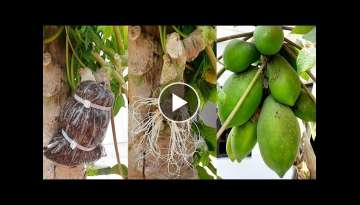 How to graft down super dwarf papaya trees - papaya air layering propagation