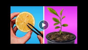 HOW TO GROW A LEMON TREE-REGROWING HACKS FOR YOUR PLANTS!