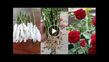 How to grow Rose from cuttings using toilet paper | Rose propagation from cuttings