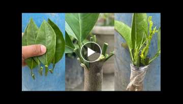 Lemon Grafting with Leaf (New Techniques)