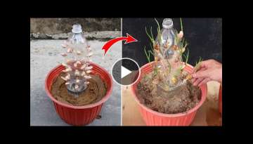 Amazing idea for growing Garlic | How to grow Garlic in plastic bottles