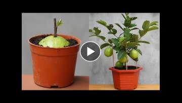 Tips For Planting And Caring For Guava Trees Are Simple And Effective With High Yield