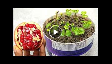 How to grow pomegranate plants easily, Grow at home