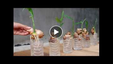 How to grow Ginger in water for beginners, Growing ginger at home
