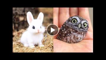 Cute baby animals Videos Compilation cute moment of the animals - Cutest Animals