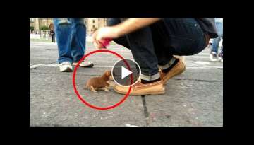 Top 10 Smallest Dogs in the World