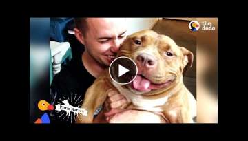 Happy Pit Bull Dog Loves It When His Dad Babies Him