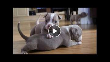 Funniest & Cutest Pit Bulls - Video compilation - Try Not To Laugh