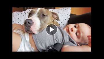 Cute Pitbull Dogs Loving And Playing With Babies Compilation