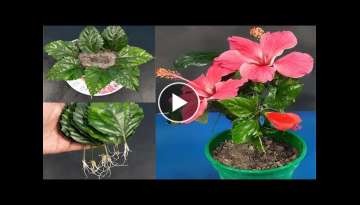 Propagate Hibiscus from leaves in sand