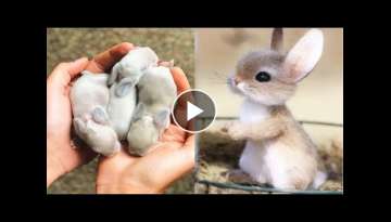 AWW SO CUTE!!! Cutest baby animals Videos Compilation Cute moment of the Animals