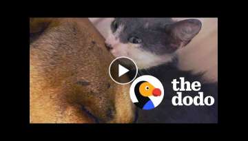 Tiny Orphaned Kitten Decides A Pit Bull's His Mom | The Dodo Odd Couples