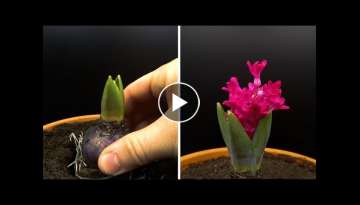 Growing Hyacinth Time Lapse