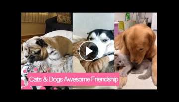 Cats And Dogs Being Best Friends - Cat and Dog Friendships