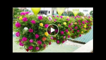 Recycle plastic bottles to make a balcony hanging garden to grow beautiful Portulaca (Mossrose)