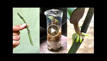 How To Make Small Orchid From Fast Growing Twigs