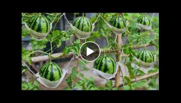 Revealing the secret to grow watermelons at home extremely easy, the fruit is very sweet