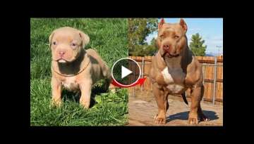 I'm a Big Kid Now Cute Baby Animals | Funny Pets City