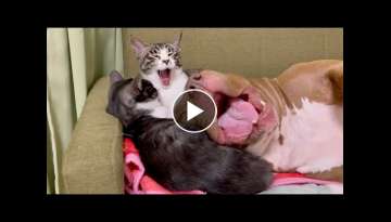 CATS AND PITBULL Awesome Friendship - Funny Cat and Dog