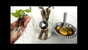 Grow cutting plants faster in water using natural rooting hormone honey